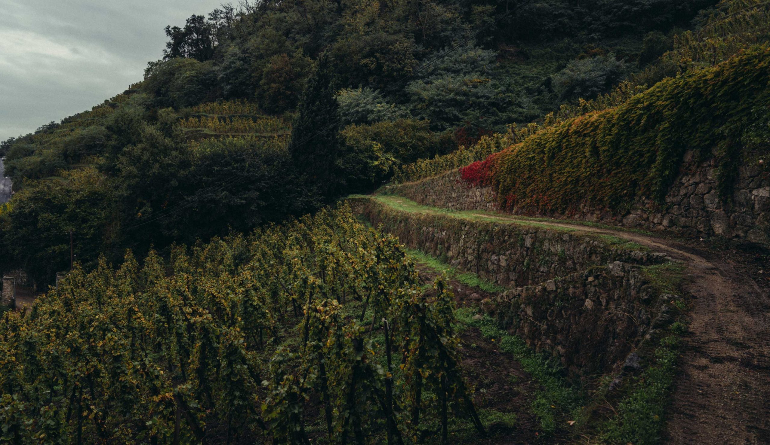 Terraced vineyard rows with stone walls on a hillside, showing autumn foliage in yellow and red tones among dense forest.