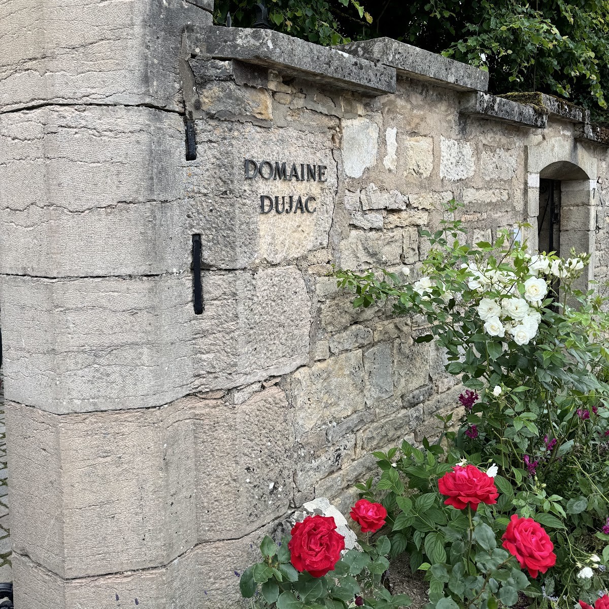 Domaine Dujac name set into a stone wall beside flowering roses