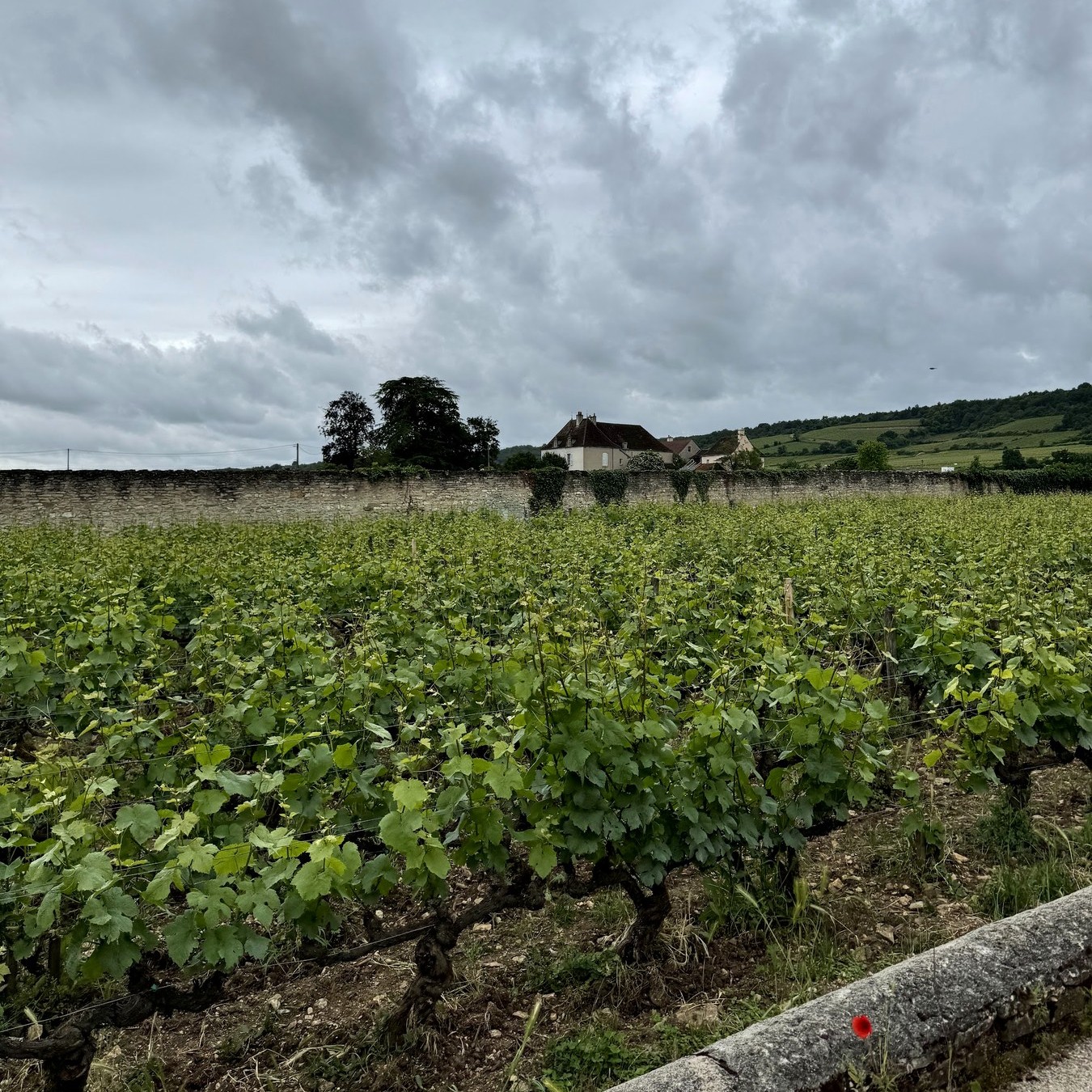 Domaine Dujac with Jeremy Seysses: A Cellar Tasting in Morey-Saint-Denis