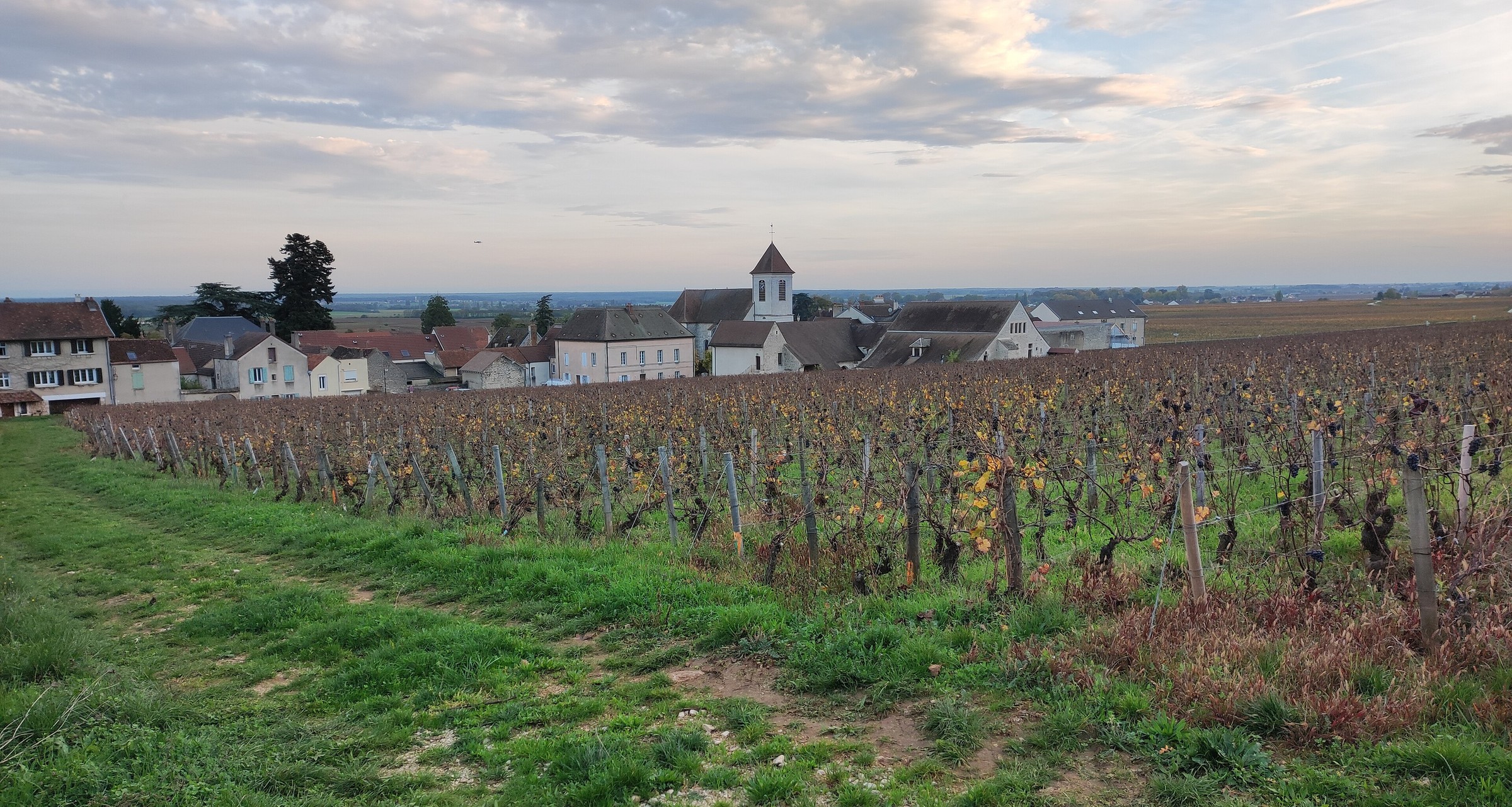 Morey-Saint-Denis and its church tower beyond autumn vines