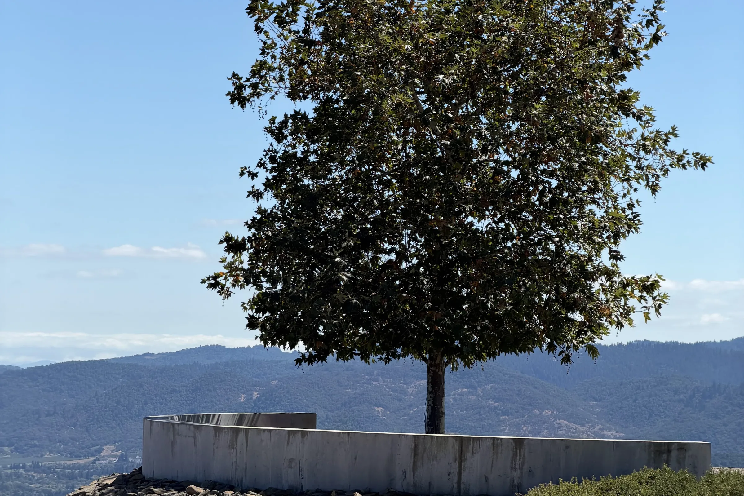 Lone tree and circular overlook at Houyi Estate, above the Napa Valley