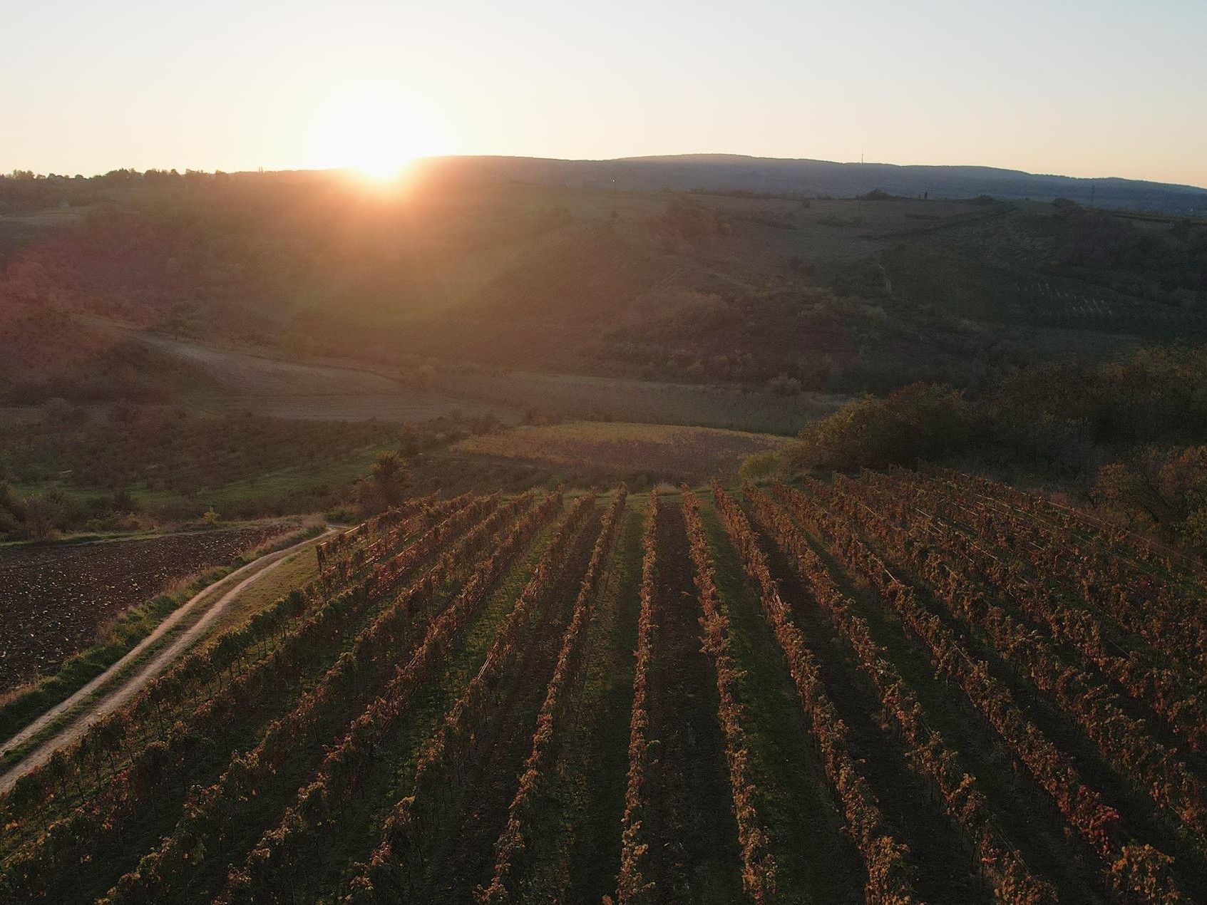 Sunset over rows of vines at Dobrilovac vineyard in Fruška Gora, Serbia.